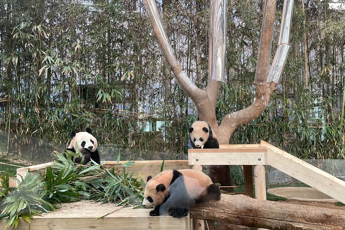 A giant panda sits among cut bamboo on a wooden platform while two younger pandas play, one on a log in the foreground and one beside a tree trunk, with a bamboo thicket behind