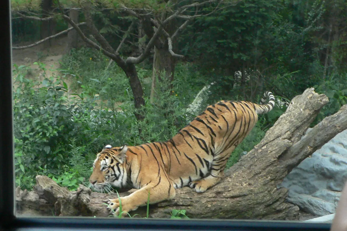 A tiger crouches on a fallen log in a wooded enclosure, seen through a window with a visitor's arm at the edge of the frame