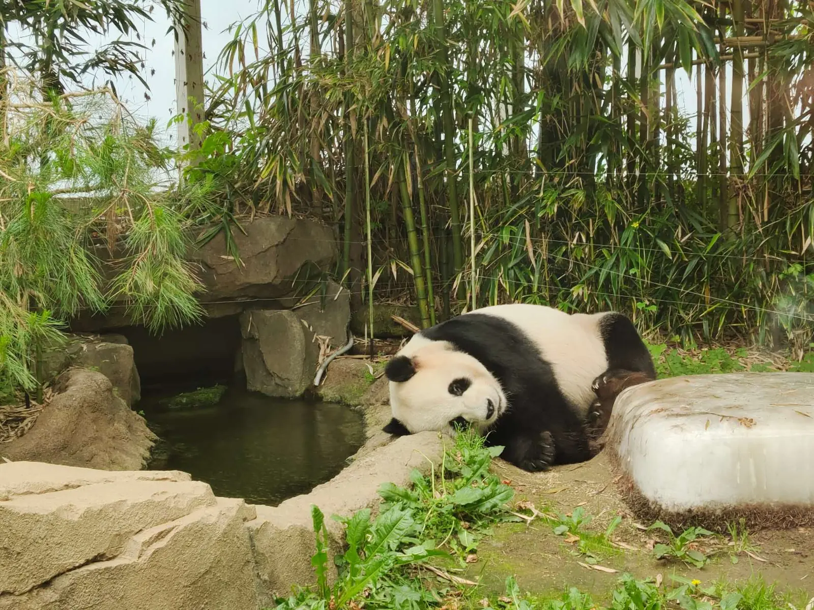 A giant panda lies on its side beside a small pool and an ice block, with bamboo growing behind