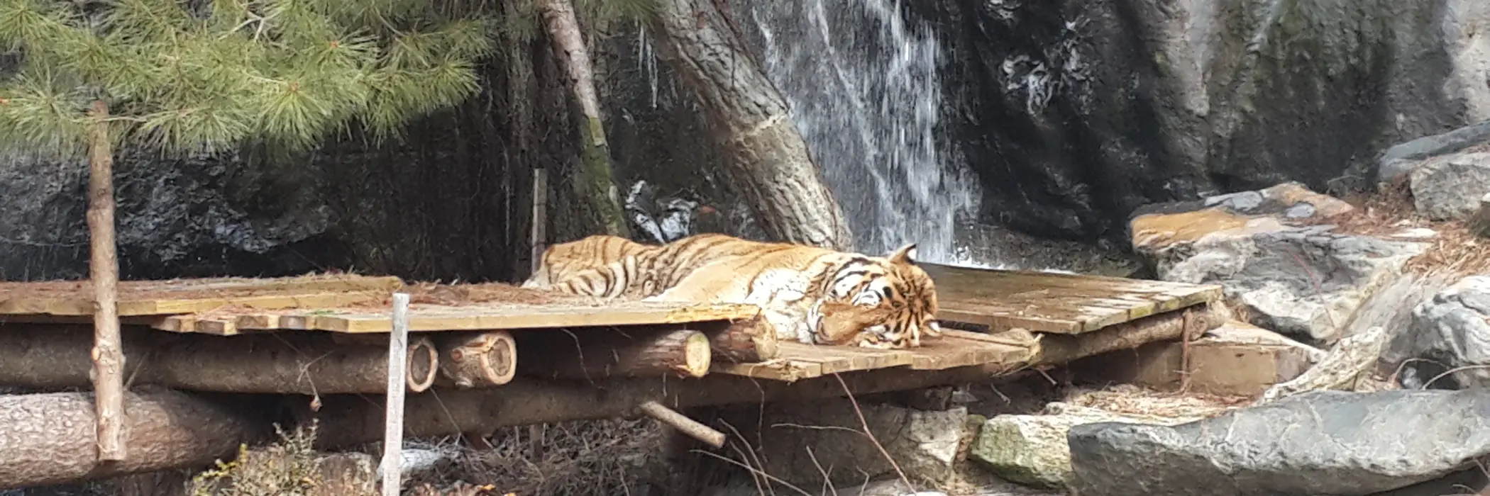 A tiger lies on a wooden platform beside a small waterfall and pine branches in a rocky enclosure
